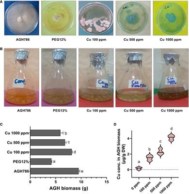 Molecular mechanism of Cu metal and drought stress resistance triggered by Porostereum spadiceum AGH786 in Solanum lycopersicum L.